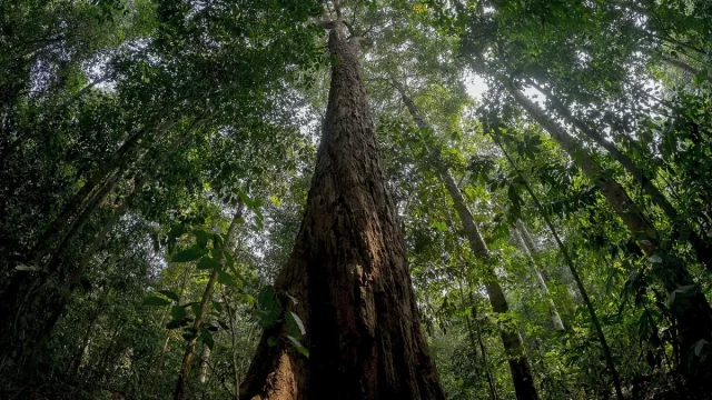 Batang pohon besar menjulang di tengah hutan Taman Nasional Bukit Duabelas, Jambi