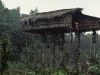 Rumah pohon orang Korowai berdiri tinggi di tengah hutan dekat Basman, Papua, 1992