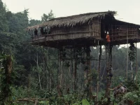 Rumah pohon orang Korowai berdiri tinggi di tengah hutan dekat Basman, Papua, 1992