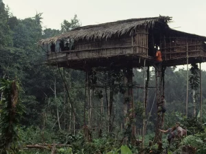 Rumah pohon orang Korowai berdiri tinggi di tengah hutan dekat Basman, Papua, 1992