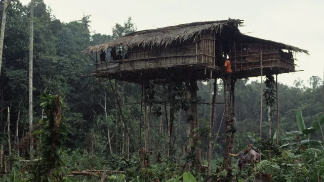 Rumah pohon orang Korowai berdiri tinggi di tengah hutan dekat Basman, Papua, 1992