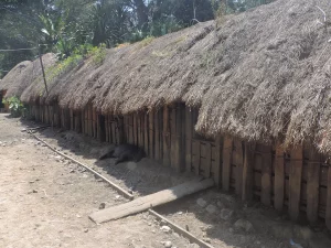 Ilustrasi deretan rumah tradisional suku Dani beratap jerami di dekat Wamena, Lembah Baliem, Papua