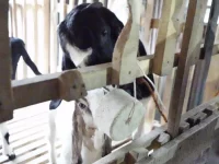 Kambing Perah di Jatinom Terkena Gondok, Tim FKH UGM Ambil Sampel Darah