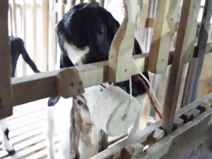 Kambing Perah di Jatinom Terkena Gondok, Tim FKH UGM Ambil Sampel Darah