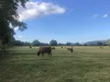 Ilustrasi sapi-sapi cokelat merumput di padang rumput luas dekat Sungai Clwyd, Wales