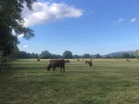 Ilustrasi sapi-sapi cokelat merumput di padang rumput luas dekat Sungai Clwyd, Wales