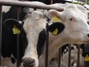 Sapi perah Holstein bertanda telinga kuning menjulurkan kepala dari pagar kandang