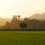 Hamparan sawah dan perbukitan berkabut saat senja di Kabupaten Parigi Moutong, Sulawesi Tengah