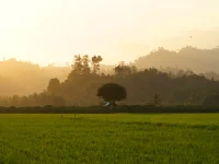 Hamparan sawah dan perbukitan berkabut saat senja di Kabupaten Parigi Moutong, Sulawesi Tengah