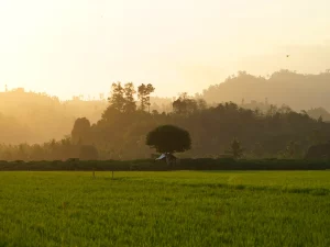 Hamparan sawah dan perbukitan berkabut saat senja di Kabupaten Parigi Moutong, Sulawesi Tengah