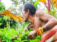 Ilustrasi sikerei Mentawai bertato memetik tumbuhan di semak hutan Pulau Siberut, Kepulauan Mentawai
