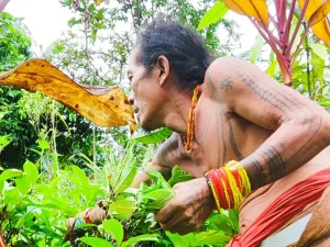 Ilustrasi sikerei Mentawai bertato memetik tumbuhan di semak hutan Pulau Siberut, Kepulauan Mentawai