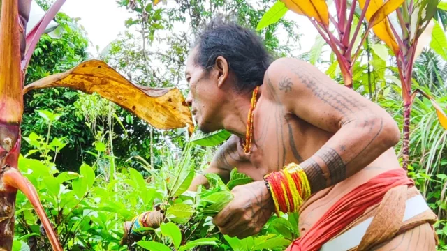 Ilustrasi sikerei Mentawai bertato memetik tumbuhan di semak hutan Pulau Siberut, Kepulauan Mentawai