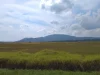 Hamparan sabana hijau dan perbukitan di Taman Nasional Rawa Aopa Watumohai, Sulawesi Tenggara