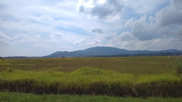 Hamparan sabana hijau dan perbukitan di Taman Nasional Rawa Aopa Watumohai, Sulawesi Tenggara