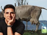 Berita selebriti dan gosip artis: Demi perangi virus corona, Akshay Kumar vahkan rela minum urin sapi secara rutin dan begini hasilnya.