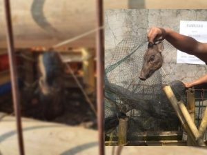 Heboh Penangkapan Babi Ngepet, Terlihat Warga Saat Berubah, Terpasang Kalung dan Mau Disembelih Tubuh Mengecil