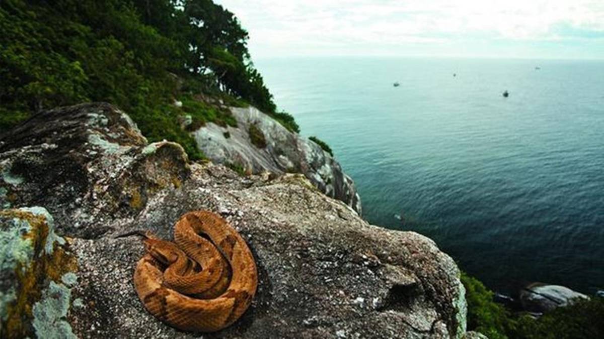 Ini 5 Pulau Terlarang di Dunia, Jika Kamu Kesini Tidak Akan Pernah Bisa Pulang 7 Lampiran Gambar