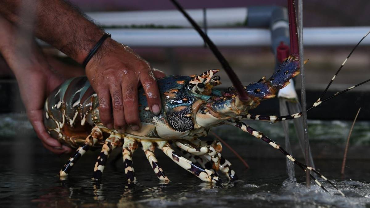 Menakjubkan, 5 Hewan Ini Sulit Mati 8 Hewan Ini Sulit Mati
