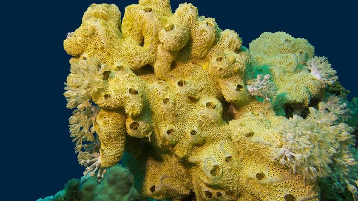 Menakjubkan, 5 Hewan Ini Sulit Mati 7 Lampiran Gambar