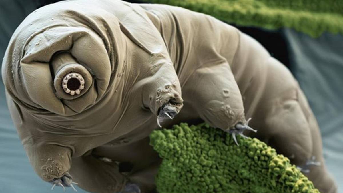 Menakjubkan, 5 Hewan Ini Sulit Mati 10 Hewan Ini Sulit Mati