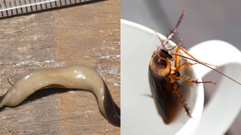 Berita terbaru hari ini: Hewan Ini Sulit Mati