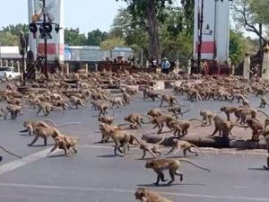 monyet-monyet yang berada di kawasan Taj Mahal tersebut menandai sejumlah tas pengunjung yang diduga berisi makanan