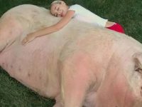 Cekricek.id: Anti mainstream, tahukah kamu ternyata ada sederet artis berikut ini yang memilih untuk memelihara babi.