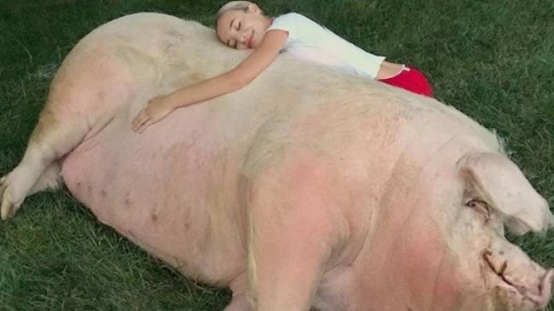 Cekricek.id: Anti mainstream, tahukah kamu ternyata ada sederet artis berikut ini yang memilih untuk memelihara babi.