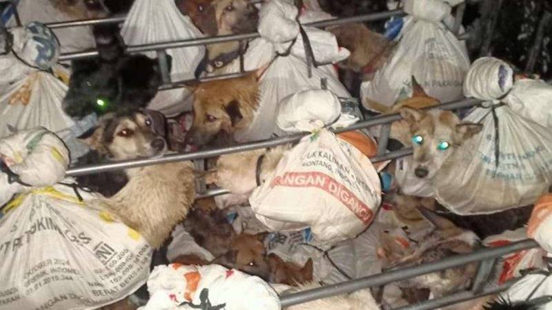 Polisi Temukan 78 Anjing yang Akan Dijual Dagingnya 2 Lampiran Gambar