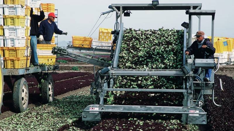 bisnis pertanian milenial