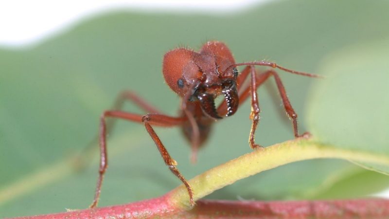 Semut Siafu - Semut mematikan