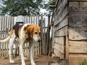 Dukuh Mijahan, Desa Ngembatpadas, Gemolong, Sragen merupakan desa pemasok anjing terbesar di Indonesia.