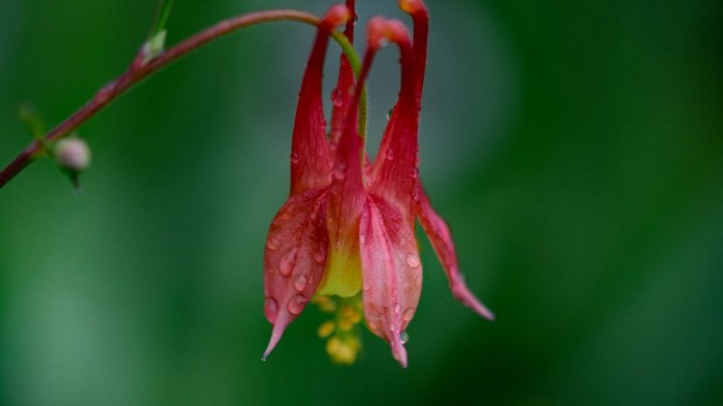 Bunga Columbine