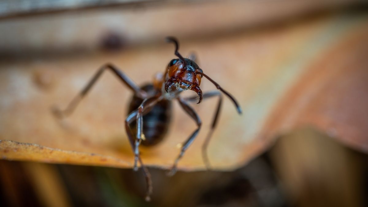 Semut Paling Mematikan di Dunia 6 Semut Army
