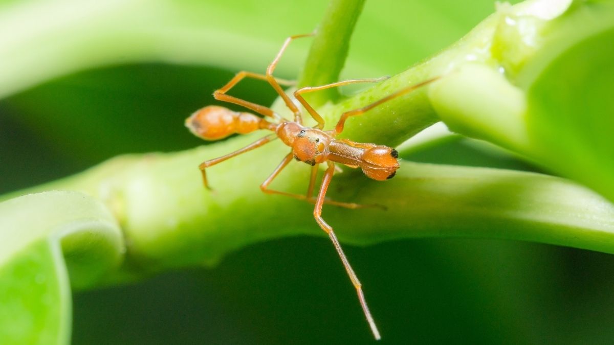 Semut Paling Mematikan di Dunia 10 Semut Bulldog