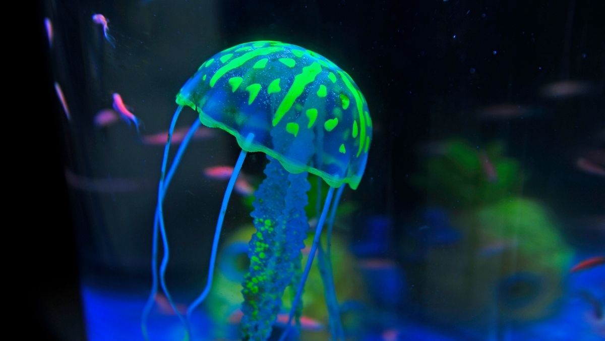 Ubur ubur hewan purba