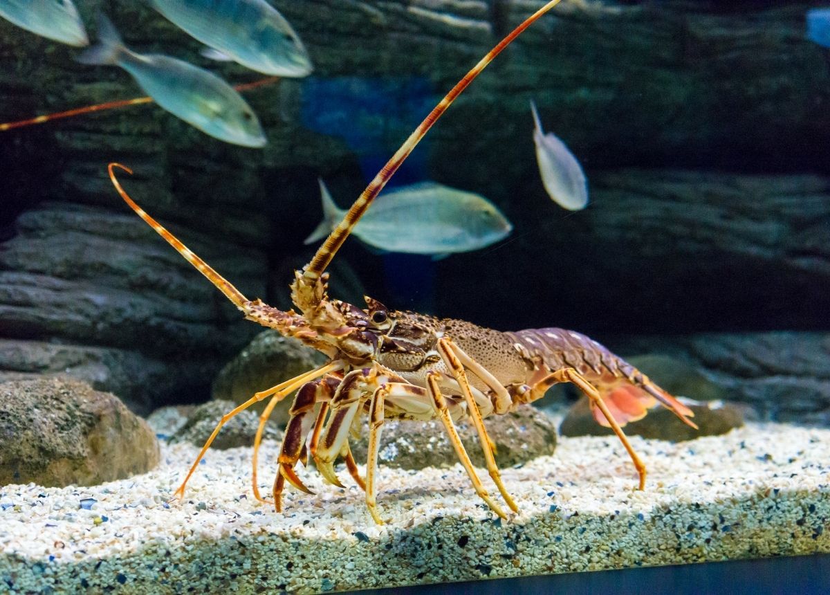 5 Fakta Unik Tentang Lobster, Kencing dari Wajah Hingga Berubah Warna Saat Dimasak 6 Lampiran Gambar