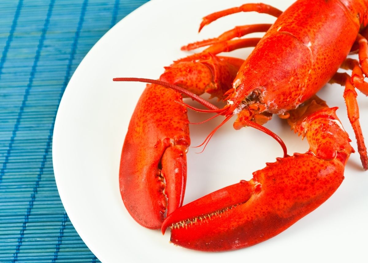 5 Fakta Unik Tentang Lobster, Kencing dari Wajah Hingga Berubah Warna Saat Dimasak 7 Lampiran Gambar