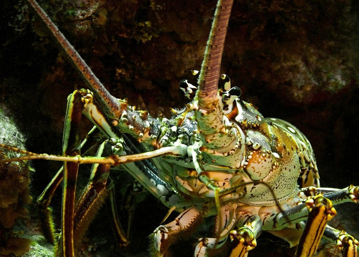 5 Fakta Unik Tentang Lobster, Kencing dari Wajah Hingga Berubah Warna Saat Dimasak 10 Lampiran Gambar