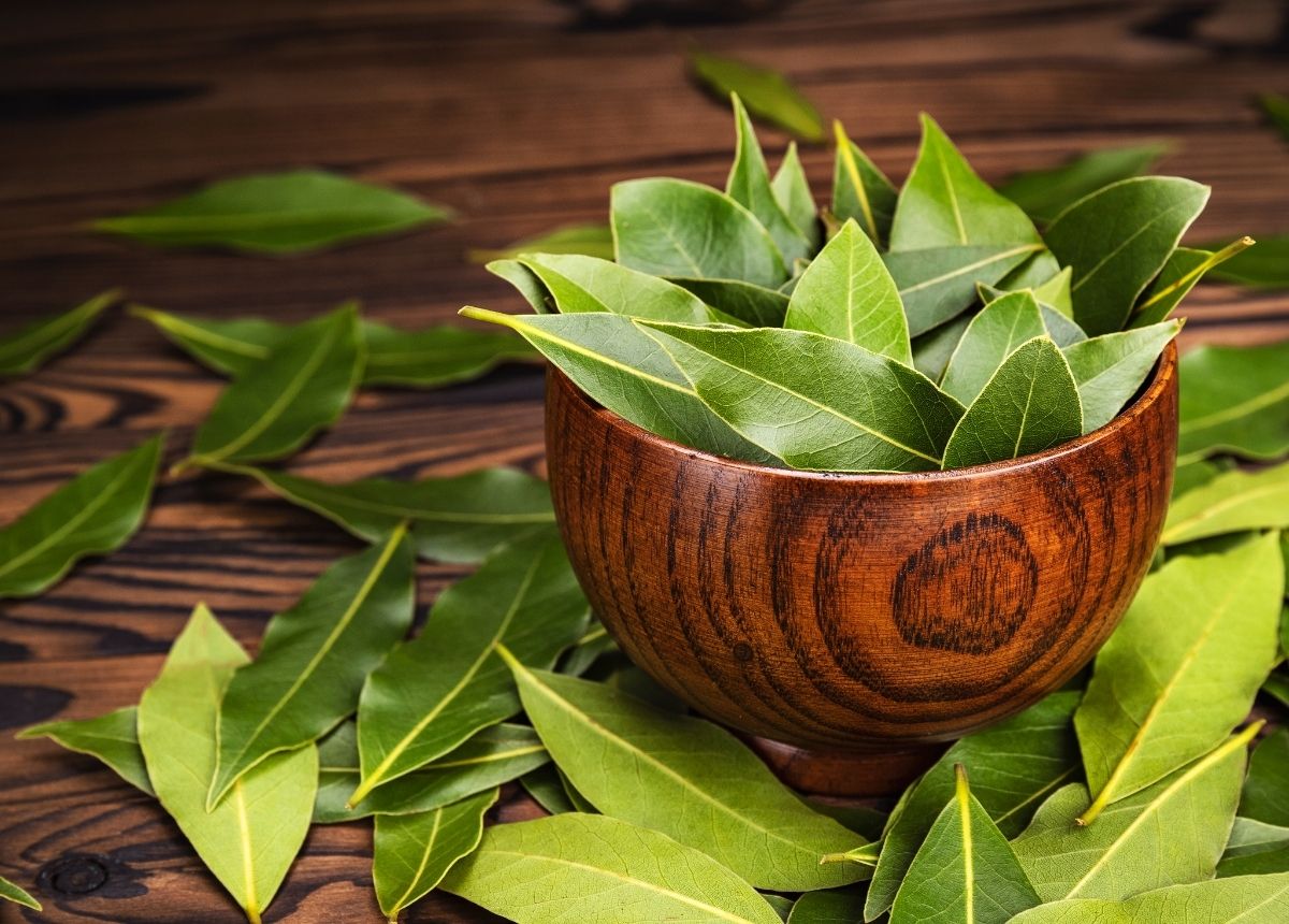 Ini 3 Bahan Alami Pembasmi Kecoa 6 Berita terbaru hari ini: 3 cara ampuh membasmi kecoa di rumah dengan bahan alami.