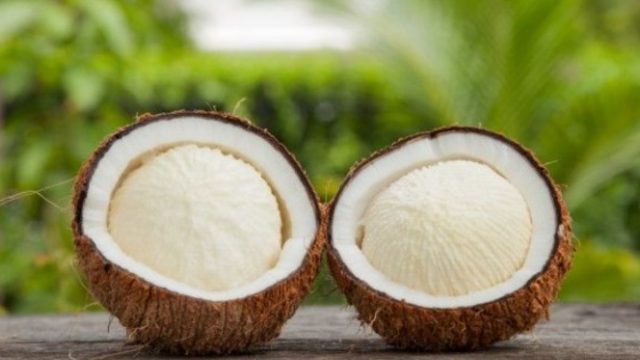 Berita terbaru hari ini: Manfaat kentos kelapa