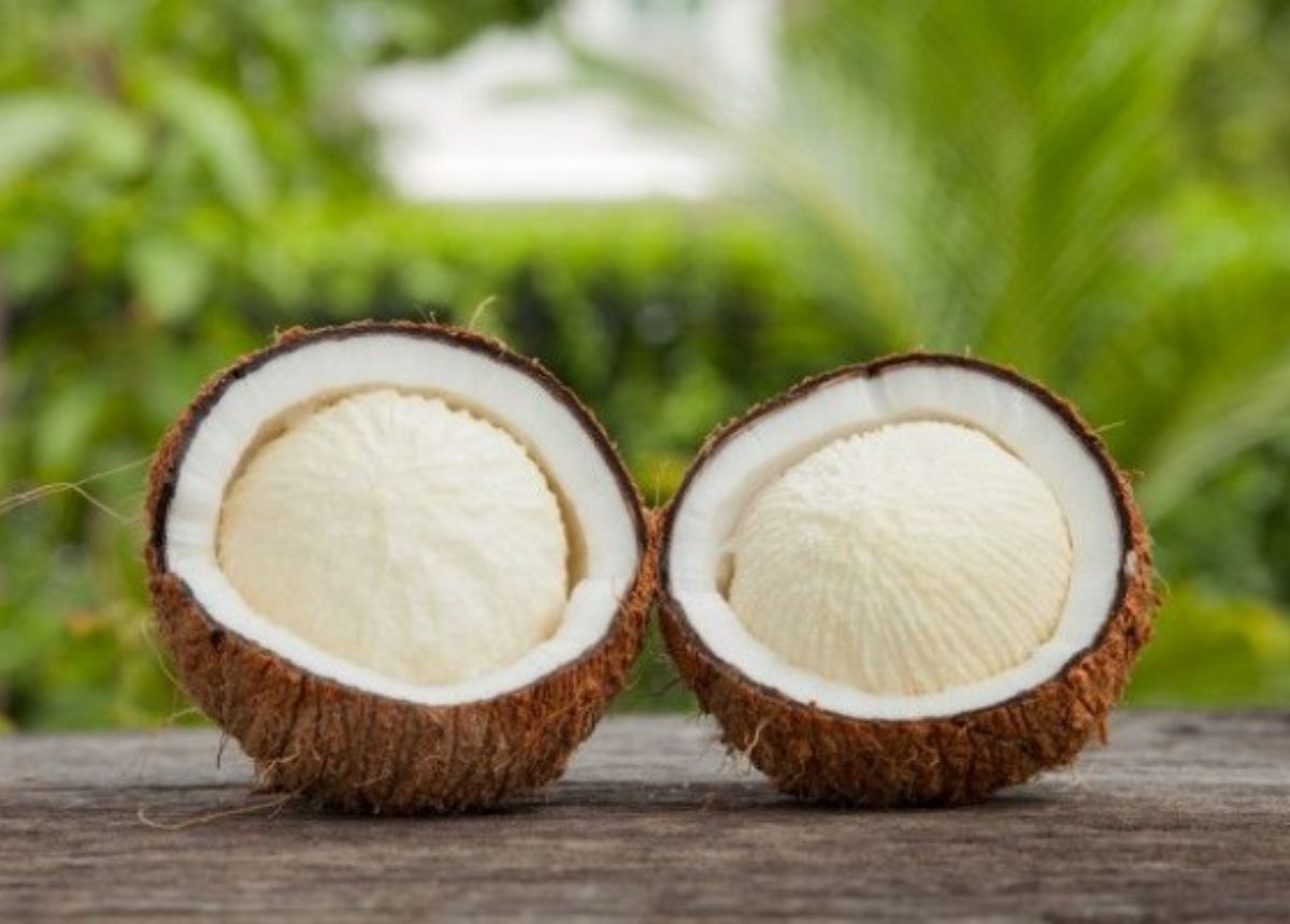 Berita terbaru hari ini: Manfaat kentos kelapa