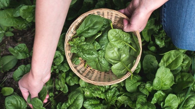 Sayur bayam adalah salah satu sayur yang kaya manfaat. Selain bagus untuk kesehatan mata, bayam sangat efektif untuk mengontrol gula darah hingga bisa bikin kulit jadi glowing.