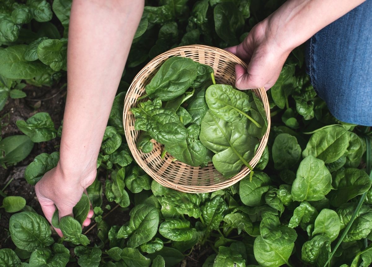 Sayur bayam adalah salah satu sayur yang kaya manfaat. Selain bagus untuk kesehatan mata, bayam sangat efektif untuk mengontrol gula darah hingga bisa bikin kulit jadi glowing.