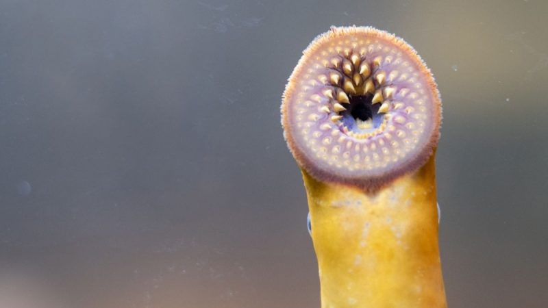 Berita terbaru hari ini: Ikan lamprey yang bernama latin Petromyzon Marinus