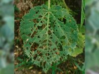 Berita terbaru hari ini: Pohon Dendrocnide Excelsa atau gympie-gympie