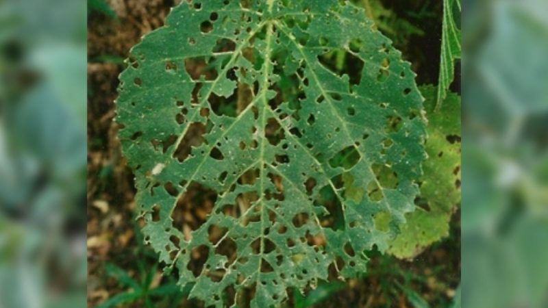 Berita terbaru hari ini: Pohon Dendrocnide Excelsa atau gympie-gympie