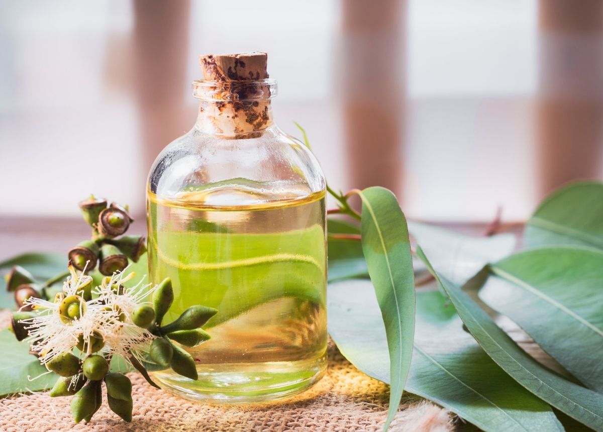 Usir Nyamuk dengan Menggunakan Bahan Alami Ini, Lebih Aman dan Praktis 9 Minyak Kayu Putih