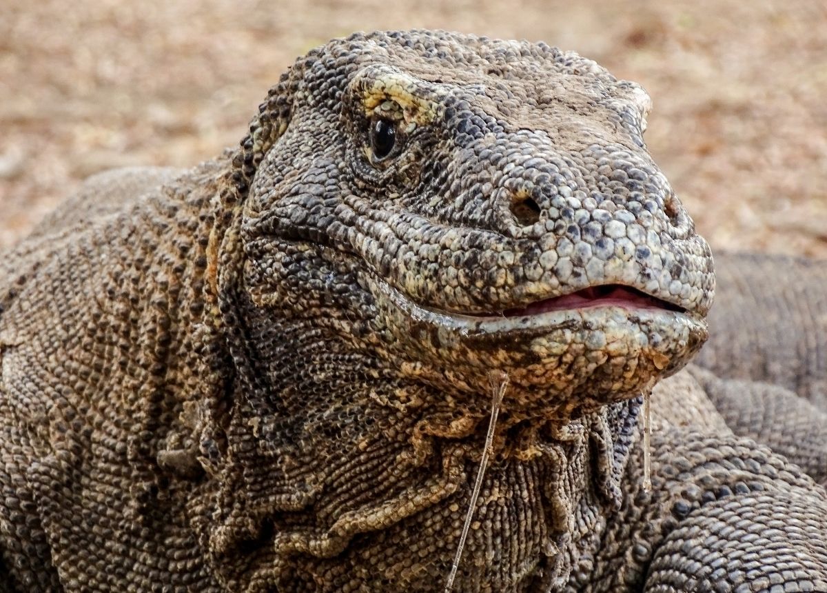 Tidak Banyak Diketahui, Ini 3 Fakta Komodo Hewan Yang Bisa Memakan ...